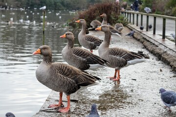 Canada and  Greylag Geese in Kelsey Park, Beckenham