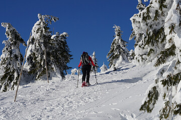 Fototapeta na wymiar Woman with snowshoes ascending slope on winter trail, during sunny weather with blue sky, Giant Mountains