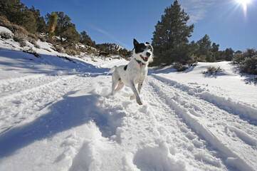 Mixed breed terrier running in snow.