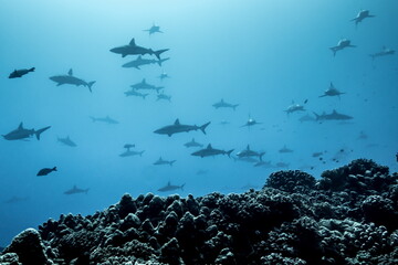 The wall of sharks, Fakarava, French Polynesia