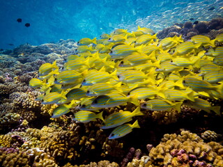 Blue striped grunts shoaling over the healthy coral reefs of Fakarava atoll, French Polynesia.