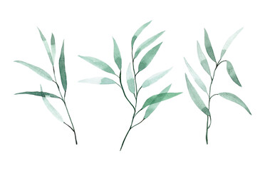 watercolor drawing. set of eucalyptus leaves. tropical green leaves isolated on white background elegant in vintage style.