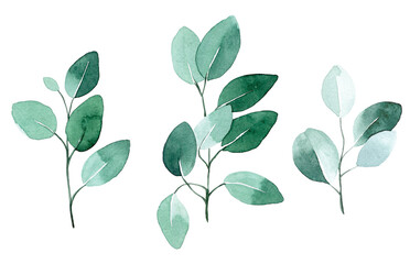 watercolor drawing. set of eucalyptus leaves. tropical green leaves isolated on white background in vintage style. - obrazy, fototapety, plakaty