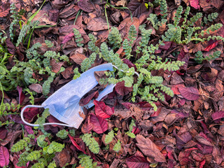 a surgical mask lying in nature among dry ocher colored leaves and green grass shoots, garbage...