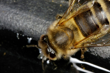 Eine Honigbiene holt Wasser. Schmalkalden, Deutschland, Europa  --  A Honey bee is fetsching water....