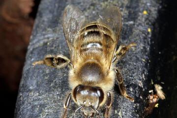 Eine Honigbiene holt Wasser. Schmalkalden, Deutschland, Europa  --  A Honey bee is fetsching water....