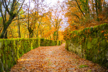Path to the Castelo de Monterrei