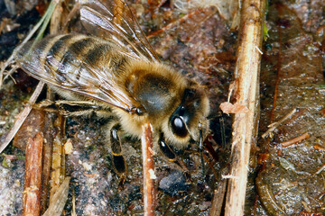 Eine Honigbiene holt Wasser. Schmalkalden, Deutschland, Europa  --  A Honey bee is fetsching water. Schmalkalden, Germany, Europe