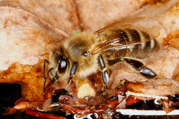 Eine Honigbiene holt Wasser. Schmalkalden, Deutschland, Europa  --  A Honey bee is fetsching water. Schmalkalden, Germany, Europe