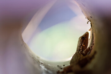 Little reptile called gecko - Gekkonidae - with a circular shaped background and focus on the eye. Buenos Aires, Argentina
