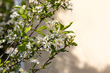 Cherry branch with white flowers and green fresh leaves and buds is on a blurred background in a park in spring