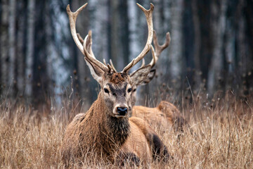 Majestic and powerful adult red deer in the autumn birch grove in the forest. Wild deer close-up.