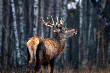 Majestic and powerful adult red deer in the autumn birch grove in the forest. Wild deer close-up.