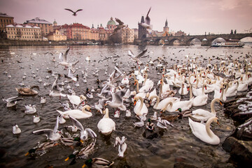 Praga © Pawel Sulatycki