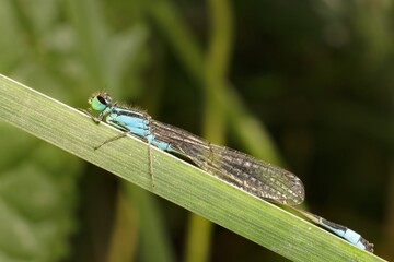 blue damselfly Ischnura elegans in detail