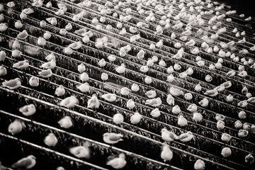 ptaki © Pawel Sulatycki