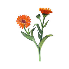 Hand-painted watercolor calendula flowers are bright orange with green foliage, isolated on a white background. Suitable for label design, natural cosmetics, aromatherapy, invitations.