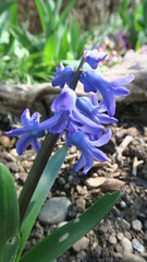 Hyazinthe blüht blau 