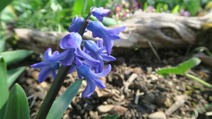 Hyazinthe blau 