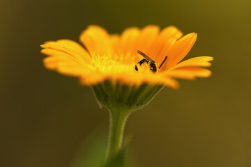 Sandbiene & Acker-Ringelblume