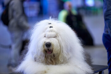 Bobtail during a dog show