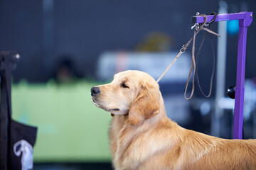 Golden retriever during a dog show