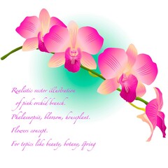 Spring of orchid flowers. Vector illustration