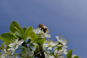 bee on flower