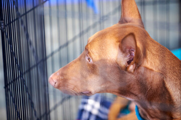 Cirneco of Etna in a cage during a dog show