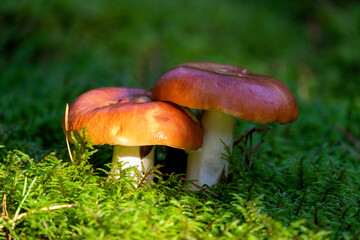 Two beautiful fresh forest mushroom russule growing in autumn forest. Nature environment and picking season concept