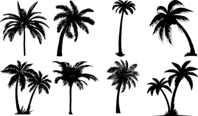 Palm Tree Silhouettes Palm Tree SVG EPS PNG