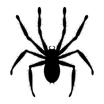 vector black and white drawing of poisonous tarantula spider