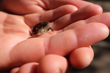 Small lizard on a human hand. Small body, gray color, can change skin color according to the environment, Depth of Field.
