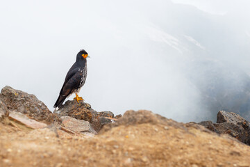 Carunculated Caracara (Phalcoboenus carunculatus) on the Rucu Pichincha volcano peak, Quito, Ecuador.