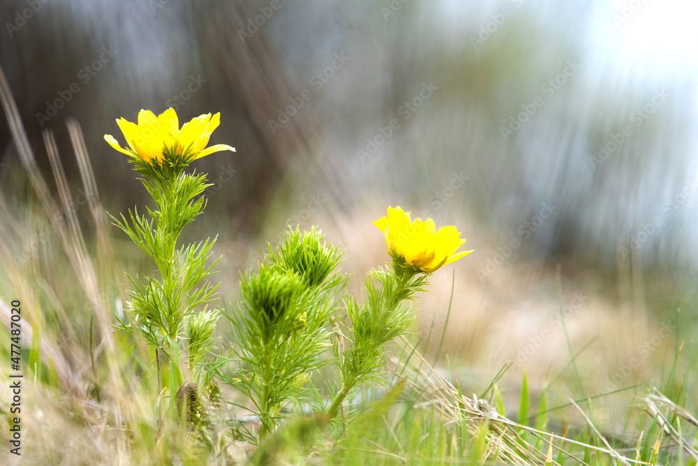 Wall mural Close up of small yellow wild flower blooming in green spring field.