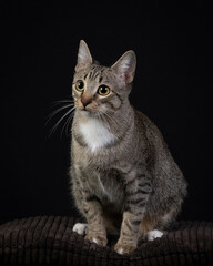 Studio photos of a gray cat on dark background