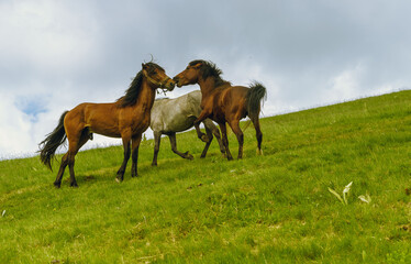 Fototapeta na wymiar Horses