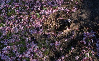 Top view of Prunus serrulata, also known as Japanese flowering cherry or Sakura, tree trunk and pink flower petals laying in the ground in the park at sunset.