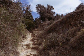 path through the dunes