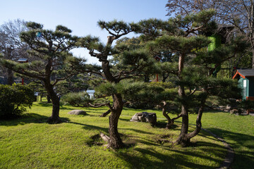 Landscaping. Japanese garden design. View of the green grass and pruned Pinus densiflora, also known as Red Pine, trees growing in the park. 