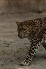 Fototapeta na wymiar Leopard roam inside their enclosure at the National Zoological Park, New Delhi, India