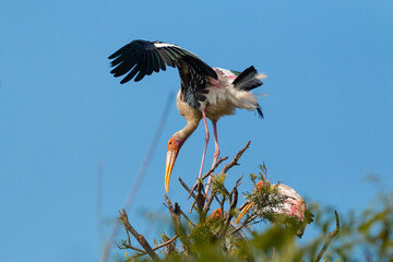Migratory Birds, National Zoological Park, New Delhi, India