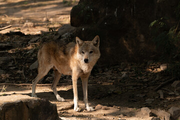 A jackal at Delhi Zoo, Golden jackal at Delhi zoo, India