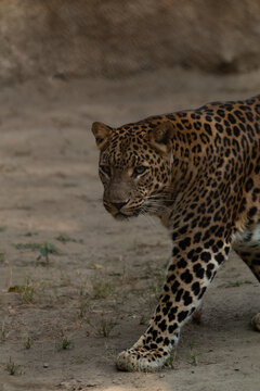 Leopard roam inside their enclosure at the National Zoological Park, New Delhi, India