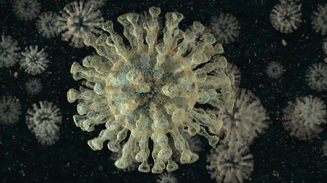 COVID-19 virus of human
