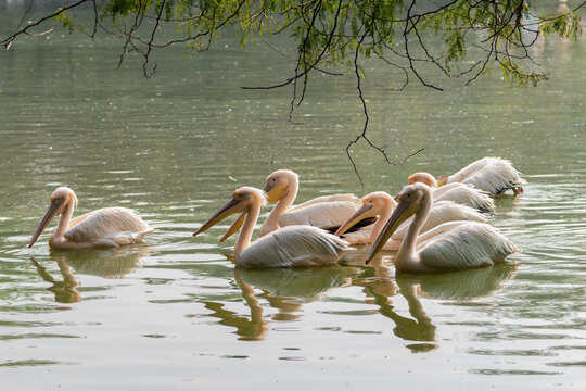 Migratory Birds, National Zoological Park, New Delhi, India