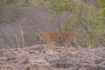 Obraz na płótnie Canvas Tiger in the nature habitat. Tiger male walking head on composition. Wildlife scene with danger animal. Hot summer in Rajasthan, India. Dry trees with beautiful indian tiger, Panthera tigris