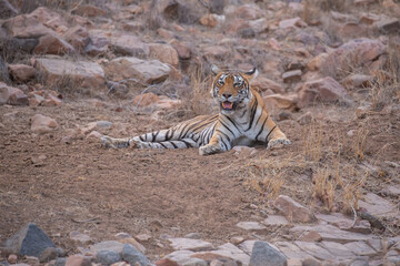 Tiger in the nature habitat. Tiger male walking head on composition. Wildlife scene with danger animal. Hot summer in Rajasthan, India. Dry trees with beautiful indian tiger, Panthera tigris