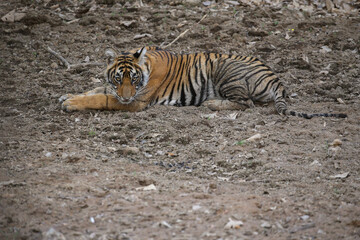 Tiger in the nature habitat. Tiger male walking head on composition. Wildlife scene with danger animal. Hot summer in Rajasthan, India. Dry trees with beautiful indian tiger, Panthera tigris