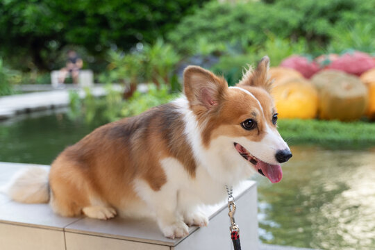 Portrait White Brown Corge Corgi Puppy little dog  Portrait  sit rest sitting resting in the  park 